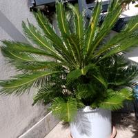 palma cycas. da terrazzo 