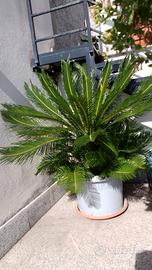 palma cycas. da terrazzo 