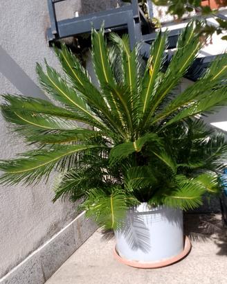 palma cycas. da terrazzo
