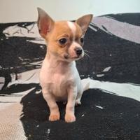 Chihuahua cuccioli maschi