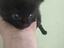 Immagine 2