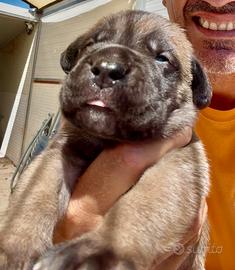Cuccioli cane corso
