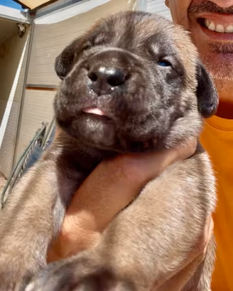 Cuccioli cane corso