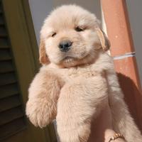 Golden retrievr americani