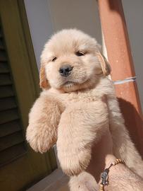 Golden retrievr americani