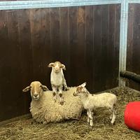 Agnelle Pecora Brogna