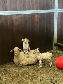 Agnelle Pecora Brogna