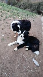 Cuccioli maschi border collie adozione