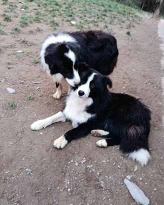 Cuccioli maschi border collie adozione