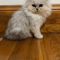Splendida Cucciola di Persiano Chinchilla