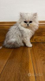 Splendida Cucciola di Persiano Chinchilla
