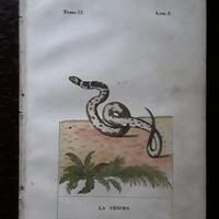 Stampe del Settecento di serpenti 