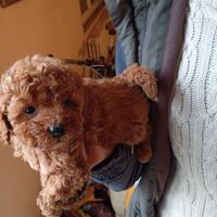 barboncini nani e Toy rossi e albicocca 