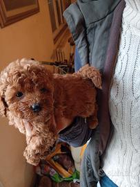 barboncini nani e Toy rossi e albicocca 