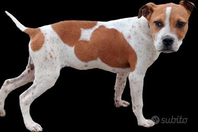 Pit Bull