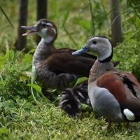 Anatre Alzavole brasiliane