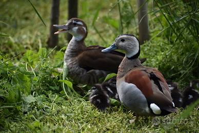 Anatre Alzavole brasiliane