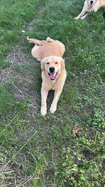 Golden retriver per monta