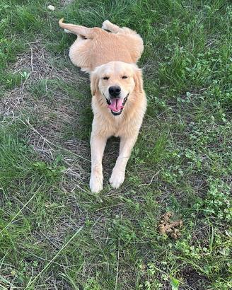 Golden retriver per monta