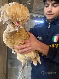 Galline padovane