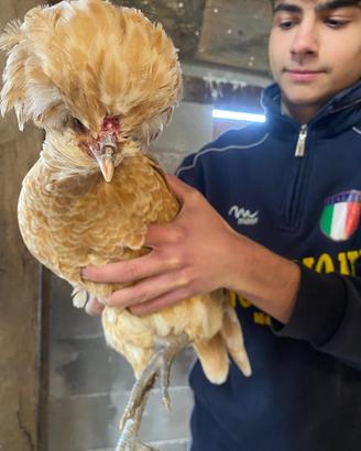 Galline padovane