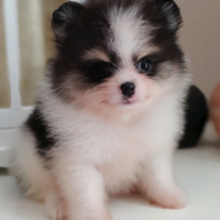 Pomerania nano