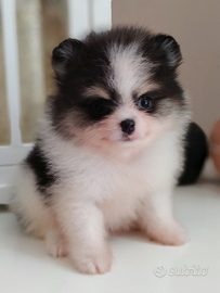 Pomerania nano