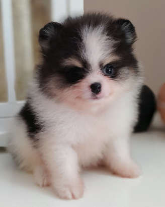 Pomerania nano