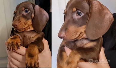 Cuccioli bassotti mascheitti e femminucce