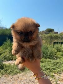 Spitz Pomerania toy
