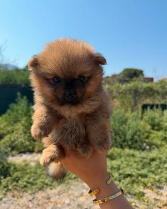 Spitz Pomerania toy