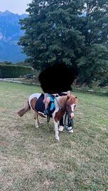 Pony femmina