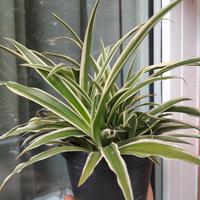 pianta ornamentale per friendly 