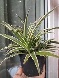 pianta ornamentale per friendly 