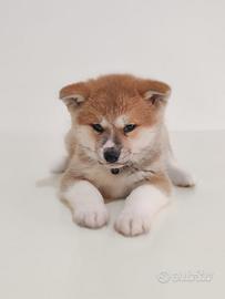 Akita inu