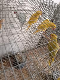 Parrocchetto dal collare