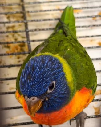 Lori Arcobaleno