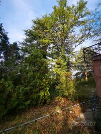 legna da ardere 