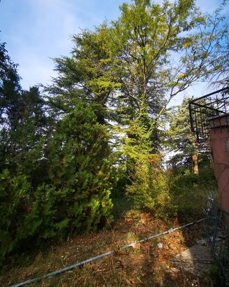 legna da ardere 
