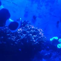 Anemone entacmaea quadricolor