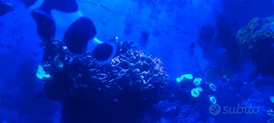 Anemone entacmaea quadricolor