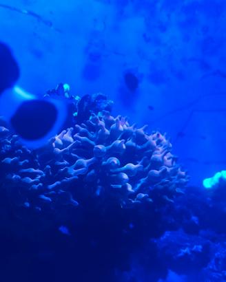Anemone entacmaea quadricolor