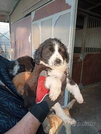 Border collie x pastore australiano