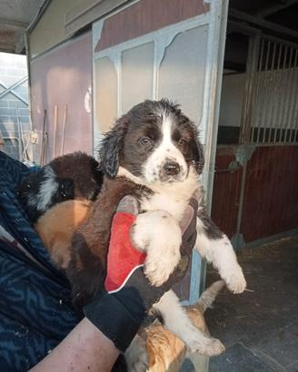 Border collie x pastore australiano