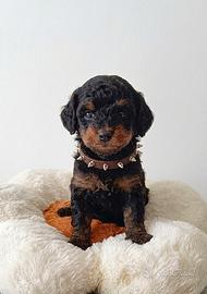 Barboncino Toy Phantom