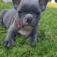 Bulldog francese