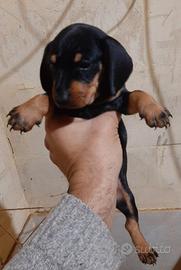 Cuccioli Bassotto nano