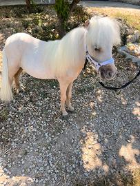 Pony Falabella