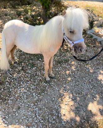 Pony Falabella