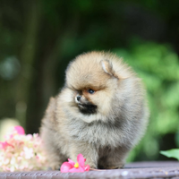 Spitz Di Pomerania Mini toy